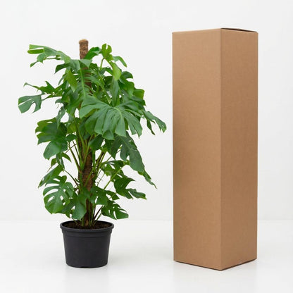 Monstera Deliciosa XXL - 145cm - ⌀27