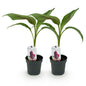 Green boutiQ - Fruitplant - Bananen plant - Musa sikkemensis Red Tiger - Winterhard - 2 planten - Pot 12cm Hoogte 30cm