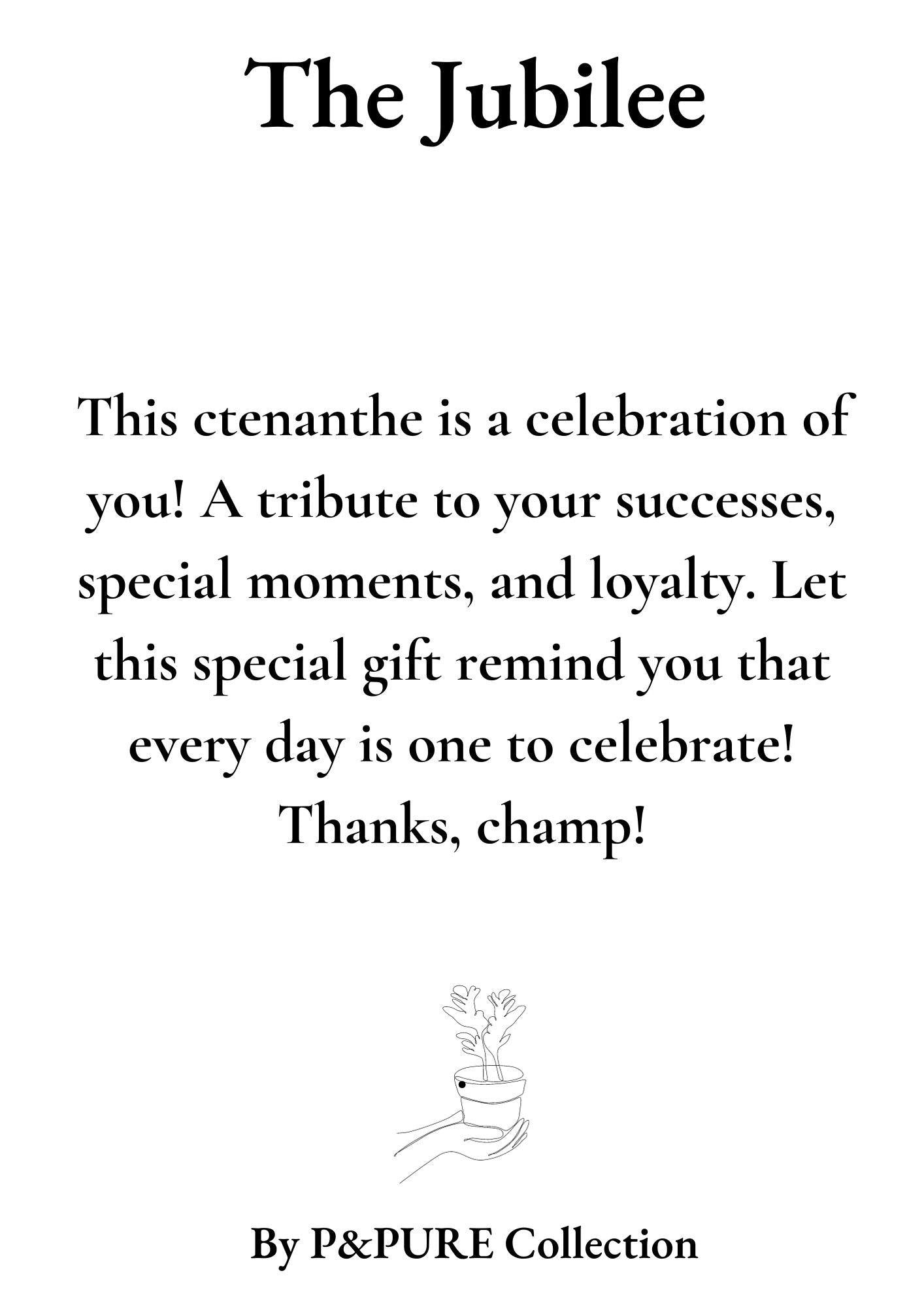 Ctenanthe Burle Marxii Gift "The Jubilee" WITH GREETING CARD! - Ø12cm - ↕25cm