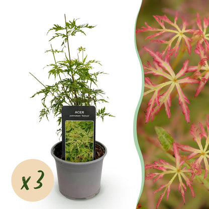 Green boutiQ - Tuinplant - Acer palmatum Seiryu - Groen 3 Planten - Bladverliezend - Weinig Onderhoud  - Pot 12cm Hoogte 35cm