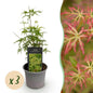 Green boutiQ - Tuinplant - Acer palmatum Seiryu - Groen 3 Planten - Bladverliezend - Weinig Onderhoud  - Pot 12cm Hoogte 35cm