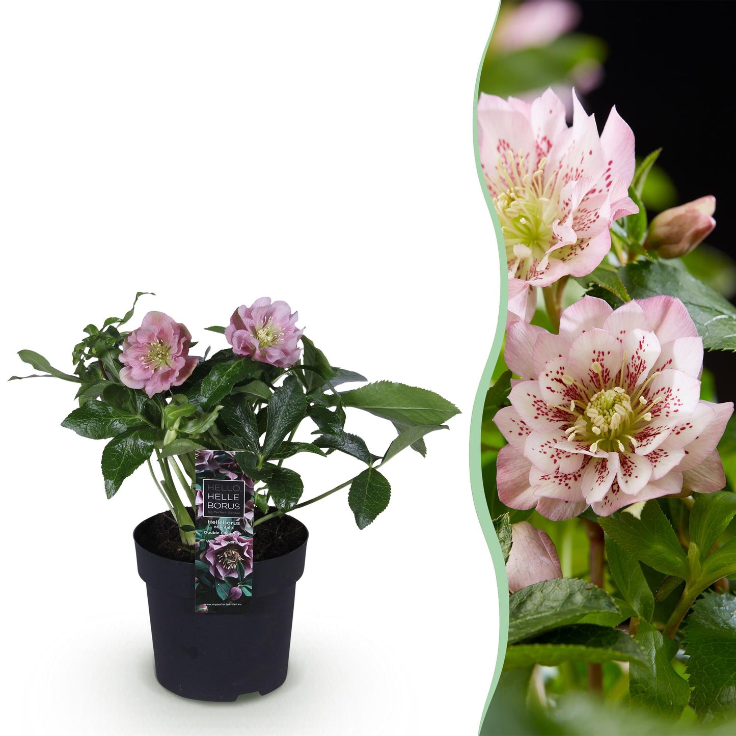 Green boutiQ - Tuinplant - Lenten Rose - Helleborus orientalis Double Ellen Pink - Roze Bloem -1 Plant - Groenblijvend - Pot 14cm Hoogte 35cm