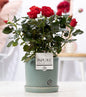 Rosa Red In P&PURE Lauren Ceramics - Ø12cm - ↕30cm