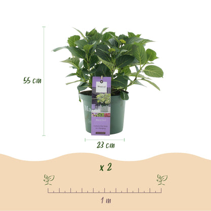 Green boutiQ - Terrasplant - Hortensia - Hydrangea Magical Jewel Blue - Blauw - 6-10 Bloemen - Pot 23cm Hoogte 55cm