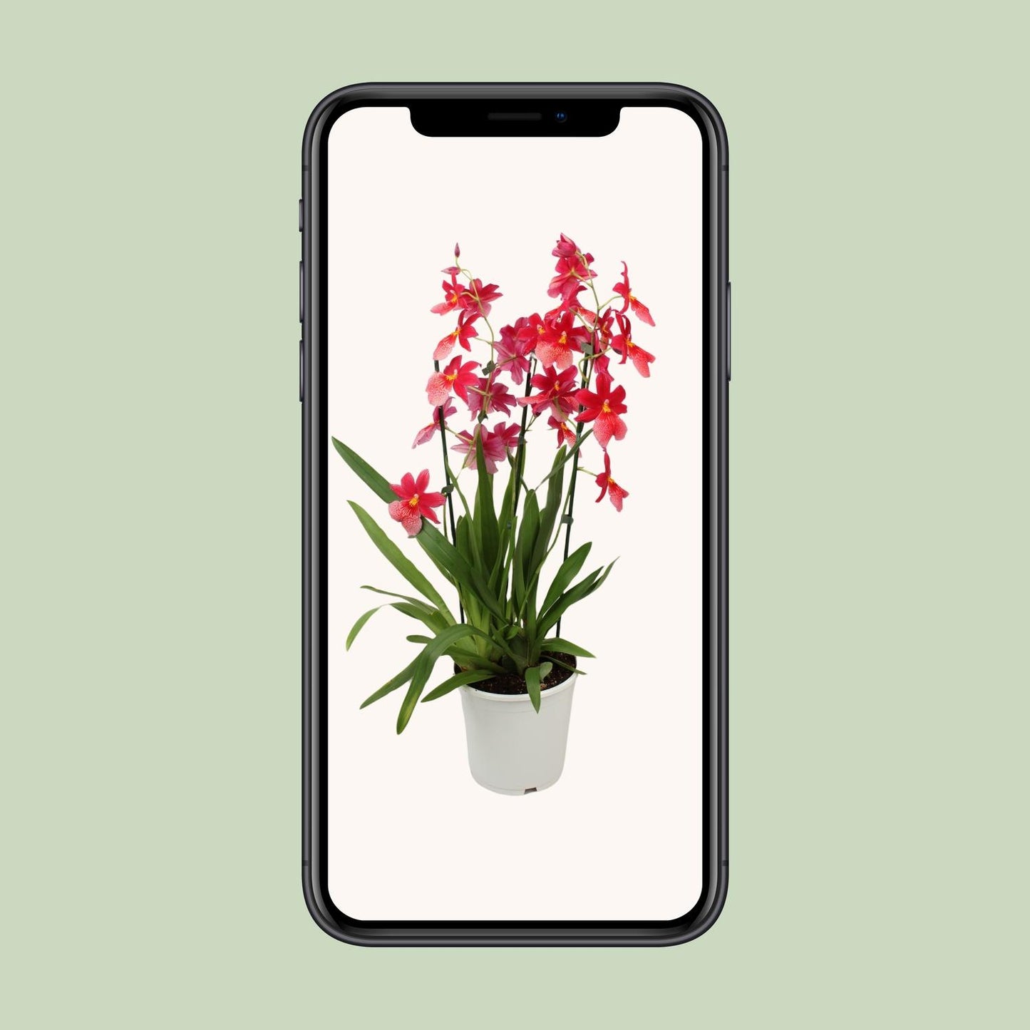 Orchidee: Cambria Nelly Isler - Ø19cm - ↕70cm