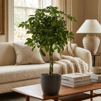 Schefflera Arab Nora met Potter grijs - 70cm - Ø21