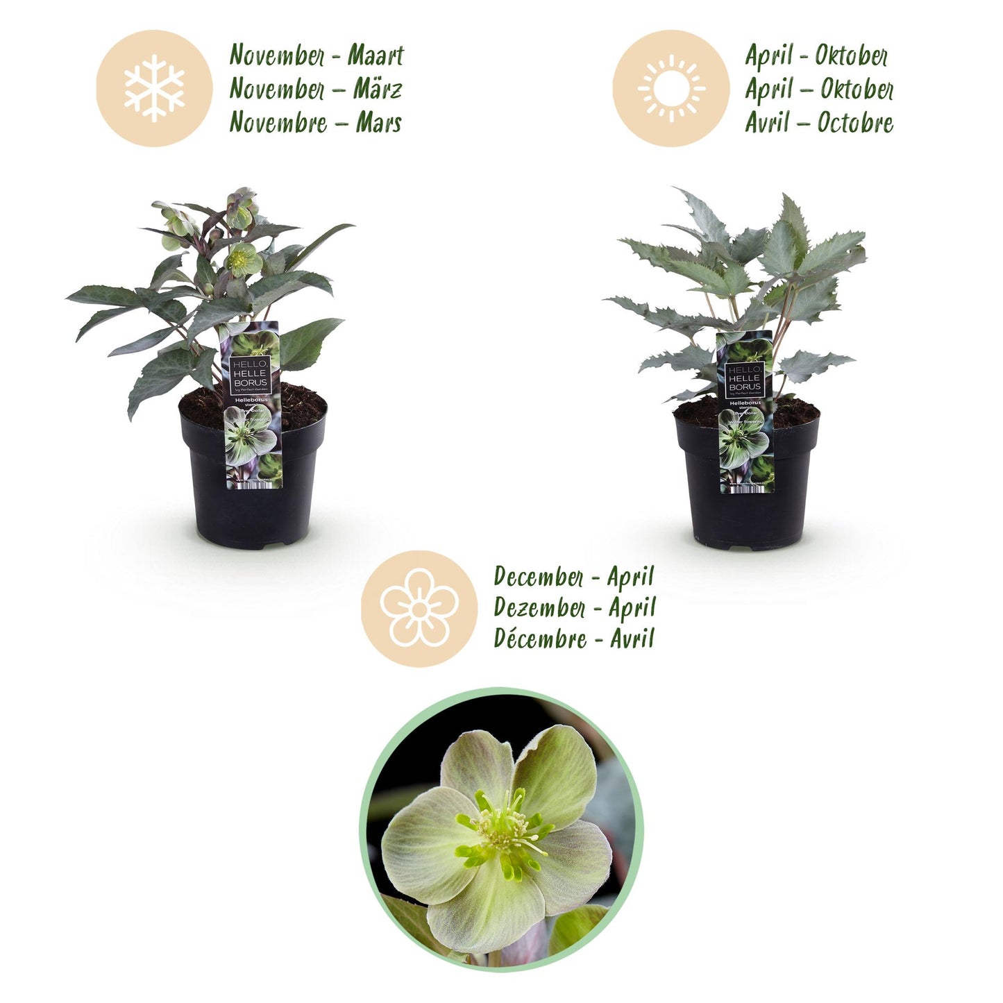 Green boutiQ - Tuinplant - Lenten Rose - Helleborus sternii Silver Dollar - Groene  Bloem -2 Planten- Groenblijvend - Pot 14cm Hoogte 35cm