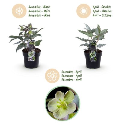 Green boutiQ - Tuinplant - Lenten Rose - Helleborus sternii Silver Dollar - Groene  Bloem -2 Planten- Groenblijvend - Pot 14cm Hoogte 35cm