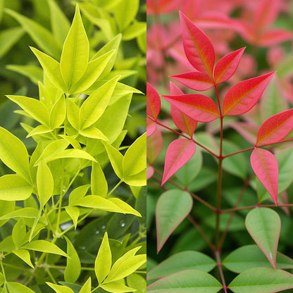 Green boutiQ - Tuinplant - Nandina Duo - Geel & Rood - 2 Planten - Groenblijvend - Weinig Onderhoud - Pot 17cm Hoogte 45cm