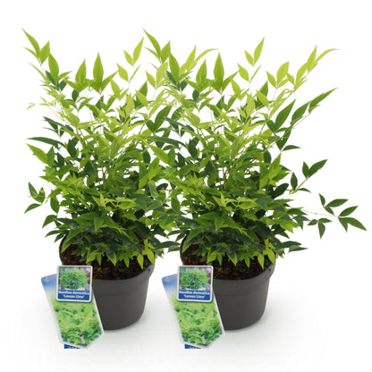 Green boutiQ - Tuinplant - Nandina Lemon & Lime - Geel - 2 Planten - Groenblijvend - Weinig Onderhoud - Pot 17cm Hoogte 45cm