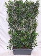 Photinia Fraseri 'Red Robin' - Glansmispel - Kant-en-Klaar Haag - 120 x 180 cm