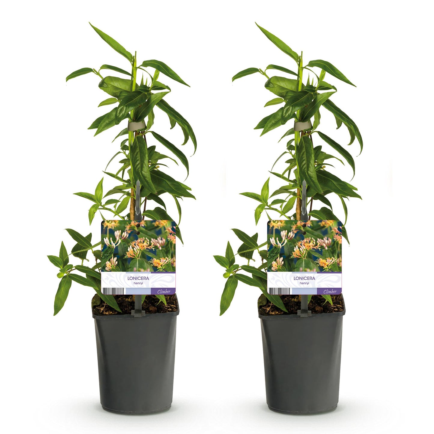 Green boutiQ - Kamperfoelie - Lonicera henryi - Bloem Roze - Weinig onderhoud - 2 planten - Pot 11cm Hoogte 40cm