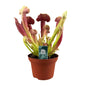 Sarracenia Barba - Ø12cm - ↕25cm