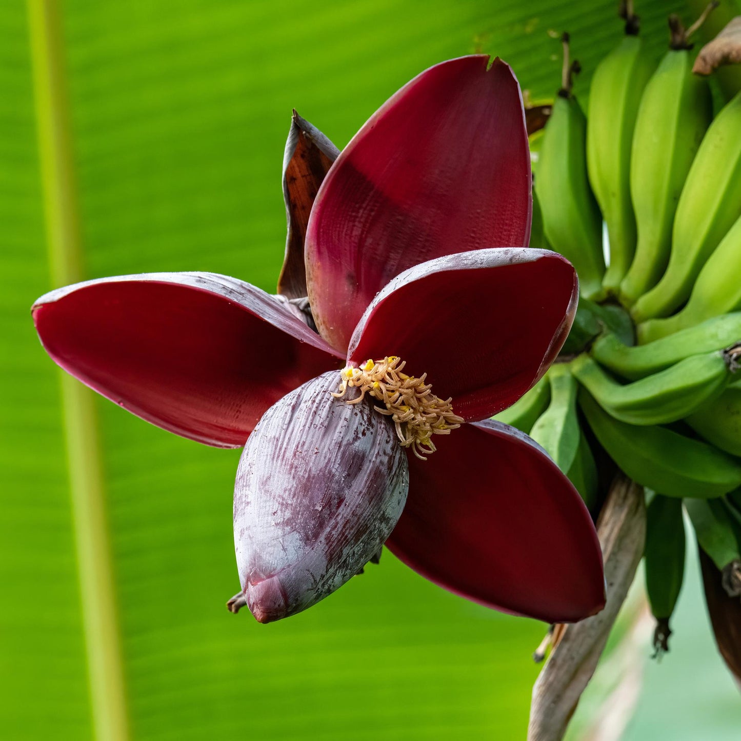 Green boutiQ - Fruitplant - Bananen plant - Musa sikkemensis Red Tiger - Winterhard - 2 planten - Pot 12cm Hoogte 30cm