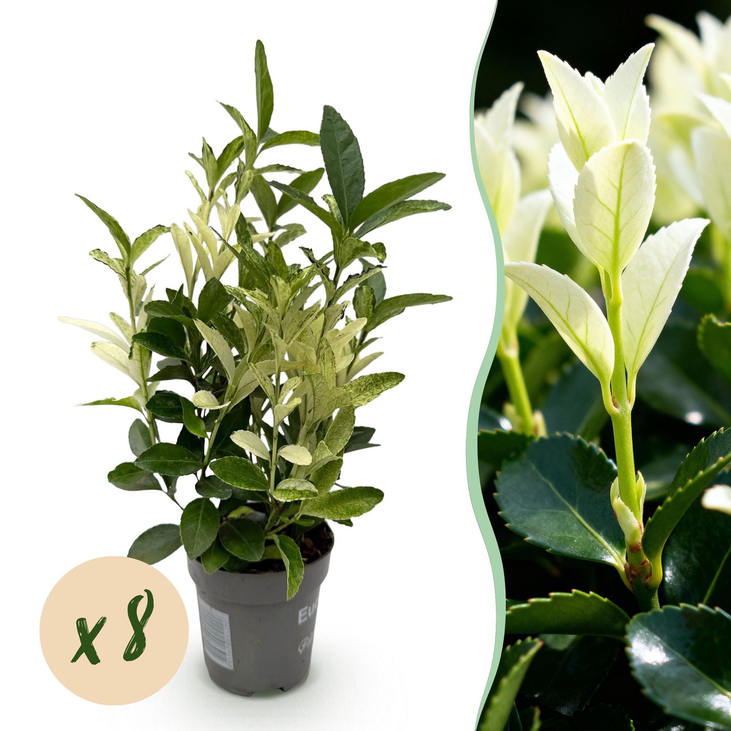 Green boutiQ - Haagplanten - Euonymus japonica Paloma Blanca - Blad Groen en Wit - 8 Planten - 1 Strekkende Meter - Groenblijvend - Pot 9cm Hoogte 30-35cm