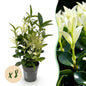 Green boutiQ - Haagplanten - Euonymus japonica Paloma Blanca - Blad Groen en Wit - 8 Planten - 1 Strekkende Meter - Groenblijvend - Pot 9cm Hoogte 30-35cm