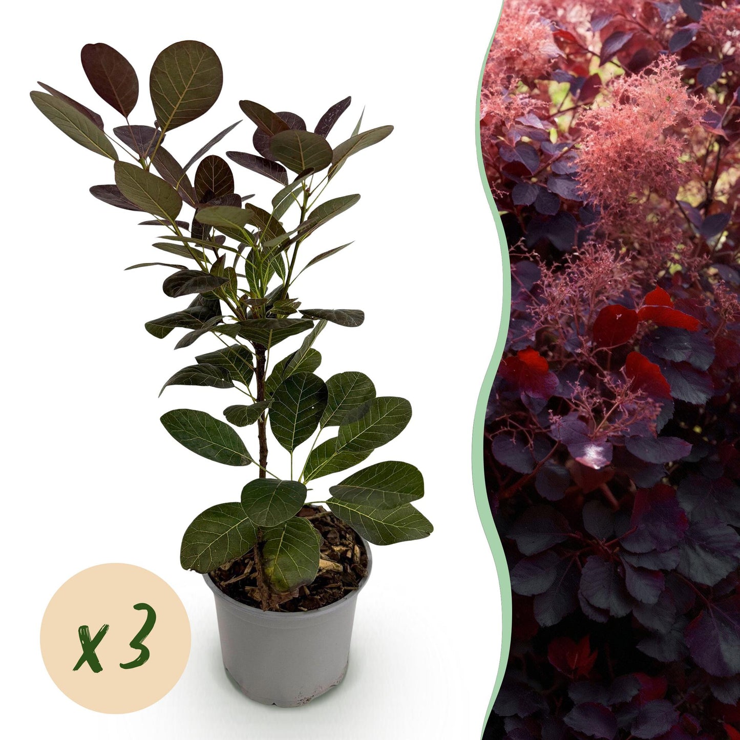 Green boutiQ - Tuinplant - Cotinus coggyria Royal Purple - Paars - 3 Planten - Bladverliezend - Weinig Onderhoud - Pot 12cm Hoogte 35cm