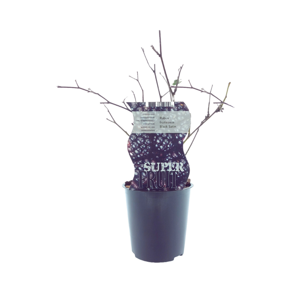 Rubus Black Satin (Doornloze braam) - Ø12cm - ↕30cm