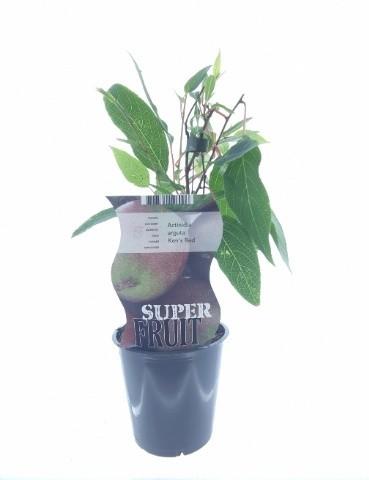 Actinidia Ken's Red (12176) - Ø12cm - ↕30cm