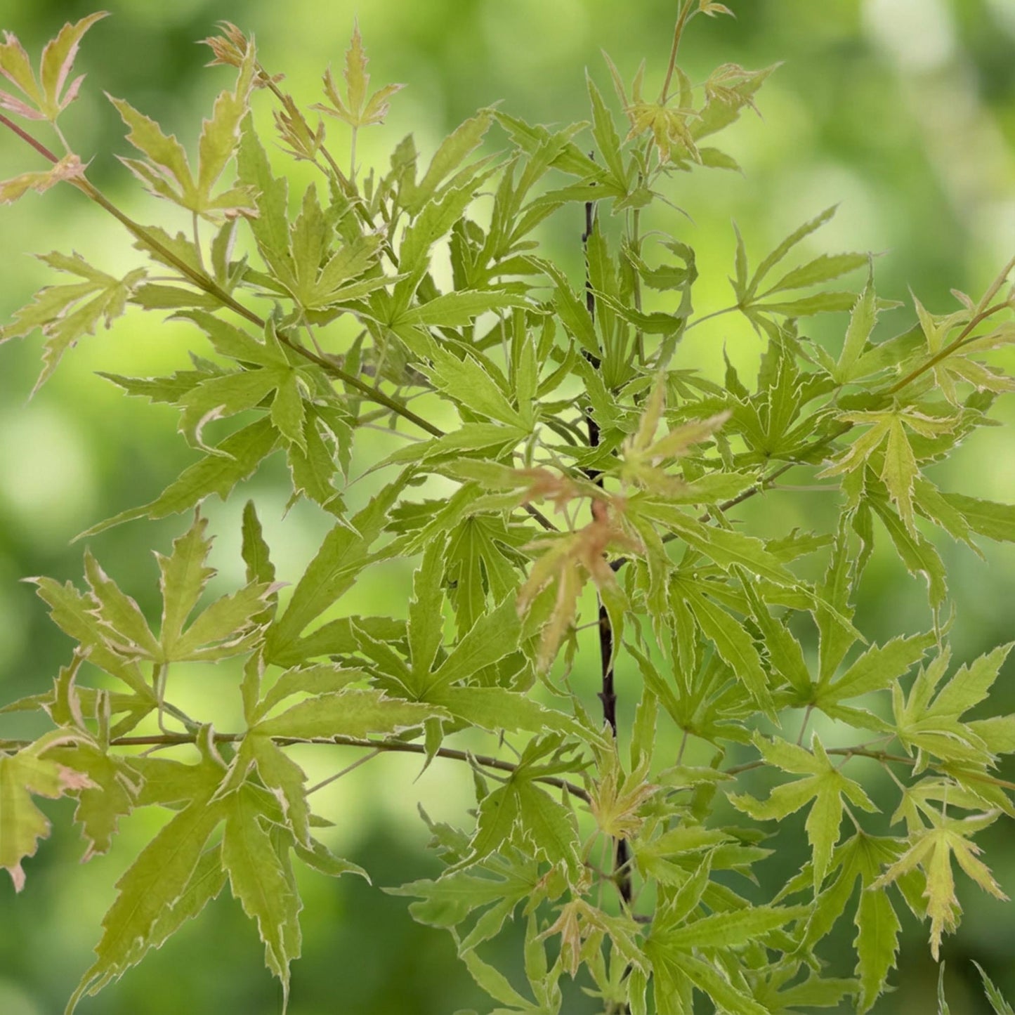 Green boutiQ - Terrasplant - Japanse Esdoorn - Acer palmatum Methamorphosa - Groen - 2 Planten - Bladverliezend - Pot 19cm Hoogte 70cm