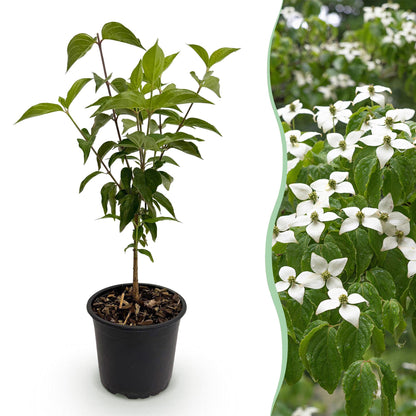 Green boutiQ - Tuinplant - Cornus kousa chinensis - Bloem Wit - 1 Plant - Bladverliezend - Weinig Onderhoud - Pot 12cm Hoogte 35cm