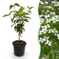 Green boutiQ - Tuinplant - Cornus kousa chinensis - Bloem Wit - 1 Plant - Bladverliezend - Weinig Onderhoud - Pot 12cm Hoogte 35cm