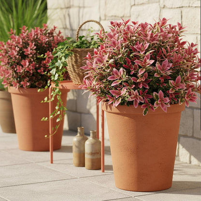 Green boutiQ - Tuinplant - Leucothoe Colour Diamond - Bont - 2 Planten - Groenblijvend - Weinig Onderhoud - Pot 17cm Hoogte 45cm