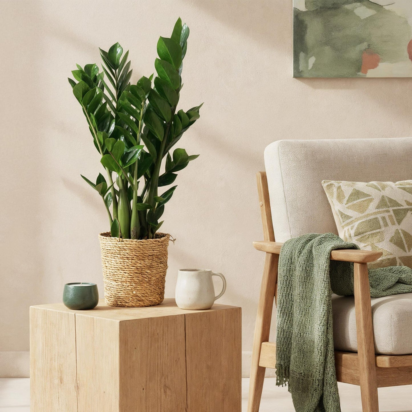 Green BoutiQ - Green is... Kamerplanten - Zamioculcas - ZZ-plant - Weinig onderhoud - met mand - Groen - 2 Planten - Pot 17cm - Hoogte 65-75cm