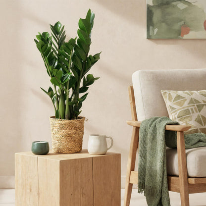 Green BoutiQ - Green is... Kamerplanten - Zamioculcas - ZZ-plant - Weinig onderhoud - met mand - Groen - 2 Planten - Pot 17cm - Hoogte 65-75cm