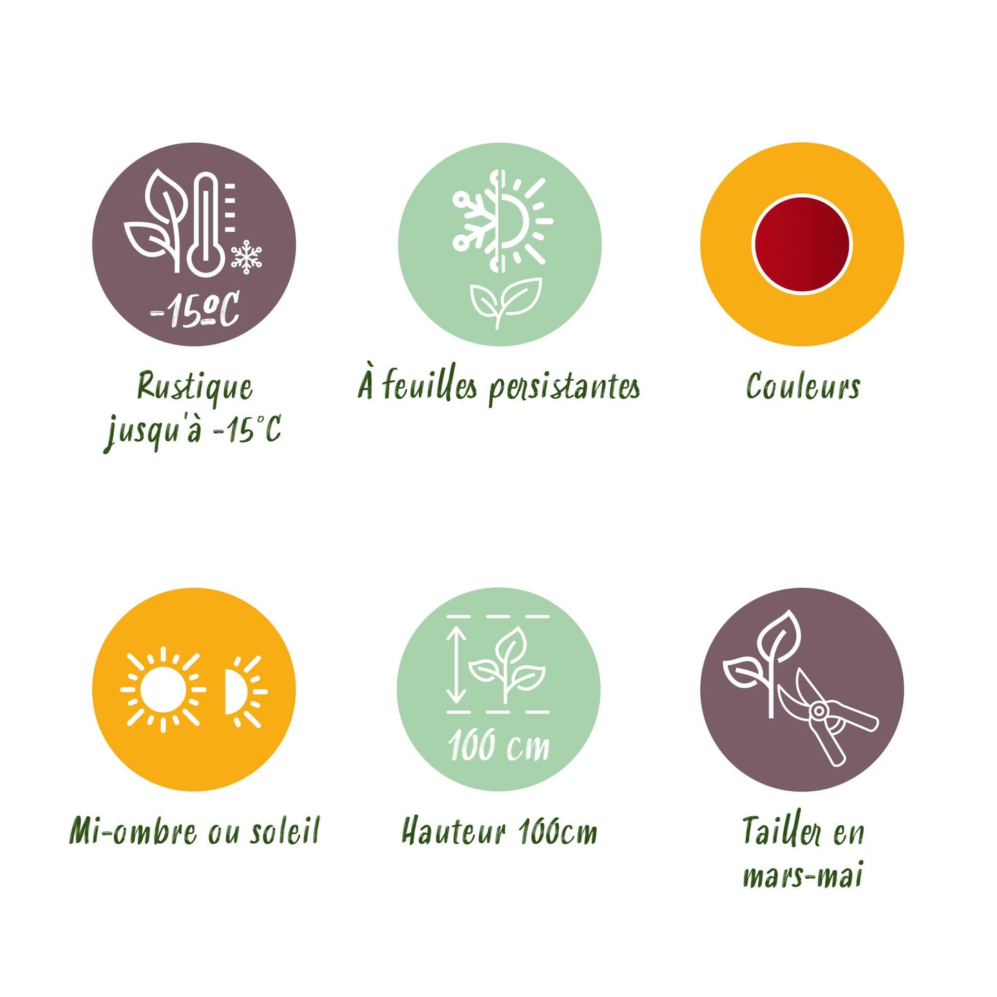 Green boutiQ - Tuinplant - Nandina Obsessed - Rood - 1 Plant - Groenblijvend - Weinig Onderhoud - Pot 17cm Hoogte 45cm