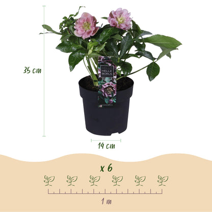 Green boutiQ - Tuinplant - Lenten Rose - Helleborus orientalis Double Ellen Pink - Roze Bloem -1 Plant - Groenblijvend - Pot 14cm Hoogte 35cm