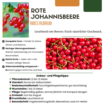 3 x Biologische Kruisbessenplanten - Ø 13 cm - ↨ 20 cm