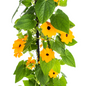 4x Thunbergia Alata Sunny Susy New Orange Ø13 cm - ↕60 cm