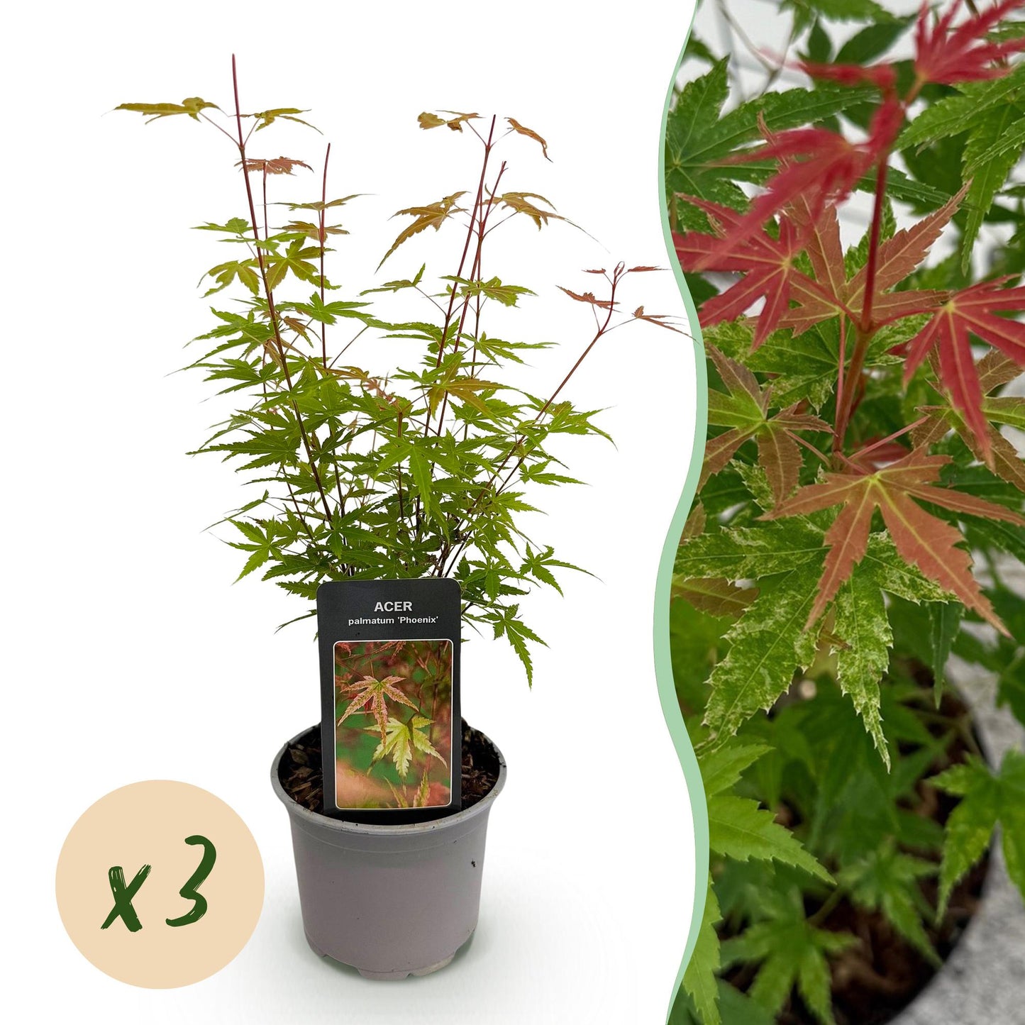 Green boutiQ - Tuinplant - Acer palmatum Phoenix - Roze - 3 Planten - Bladverliezend - Weinig Onderhoud - Pot 12cm Hoogte 35cm