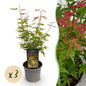 Green boutiQ - Tuinplant - Acer palmatum Phoenix - Roze - 3 Planten - Bladverliezend - Weinig Onderhoud - Pot 12cm Hoogte 35cm