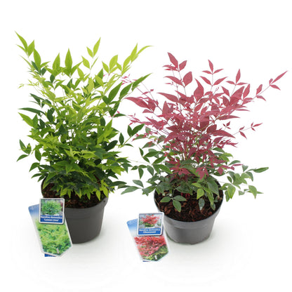Green boutiQ - Tuinplant - Nandina Duo - Geel & Rood - 2 Planten - Groenblijvend - Weinig Onderhoud - Pot 17cm Hoogte 45cm