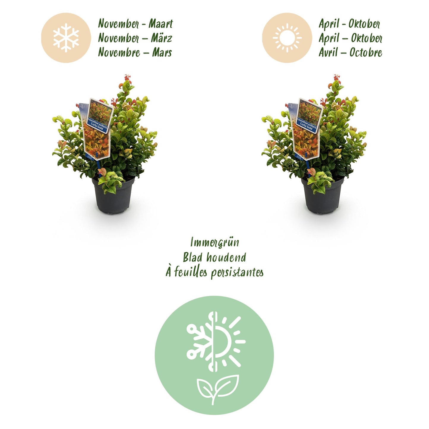 Green boutiQ - Tuinplant - Leucothoe Curly Gold - Geel - 2 Planten - Groenblijvend - Weinig Onderhoud - Pot 17cm Hoogte 40cm