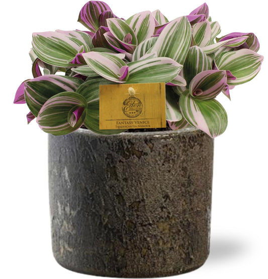 Tradescantia Nanouk - Ø15cm - ↕25cm + Maas Pot D16x14cm - Bruin