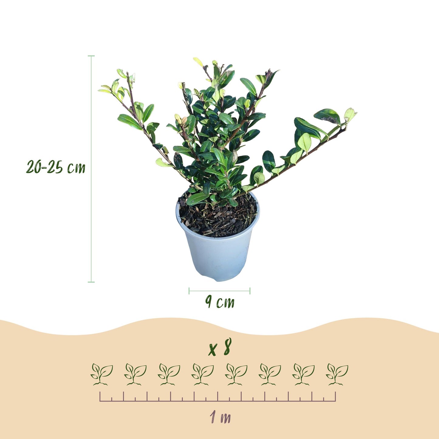 Green boutiQ - Haagplanten - Ilex crenata Caroline Upright - Blad Groen - 8 Planten - 1 Strekkende Meter - Groenblijvend - Pot 9cm Hoogte 25-30cm