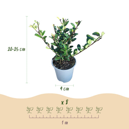 Green boutiQ - Haagplanten - Ilex crenata Caroline Upright - Blad Groen - 8 Planten - 1 Strekkende Meter - Groenblijvend - Pot 9cm Hoogte 25-30cm