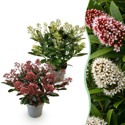 Green boutiQ - Terrasplant - Skimmia japonica Duo - Bloem Wit & Rood - 15+ Bloemen - 2 Planten - Winterhard - Pot 15cm Hoogte 30cm