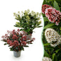 Green boutiQ - Terrasplant - Skimmia japonica Duo - Bloem Wit & Rood - 15+ Bloemen - 2 Planten - Winterhard - Pot 15cm Hoogte 30cm