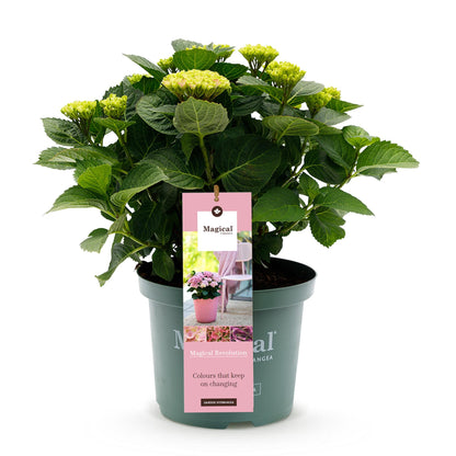 Green boutiQ - Terrasplant - Hortensia - Hydrangea Magical Revolution Pink - Pink - 6-10 Bloemen - Pot 23cm Hoogte 55cm