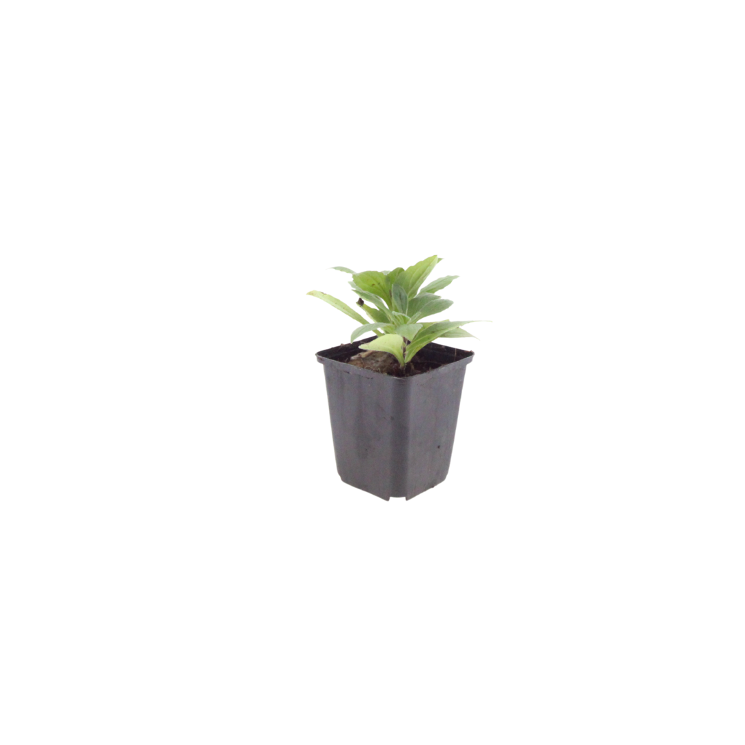 6x Aster frikartii 'Monch' - ↕10-25cm - Ø9cm
