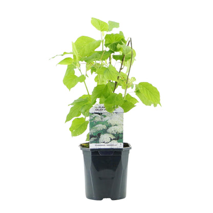 Green boutiQ - Pluim Hortensia - Hydrangea arborescens Annabelle - Bloem Wit - 3 Planten - 1 m2 - Bladverliezend - Grote Bloemen - Pot 17cm Hoogte 50cm