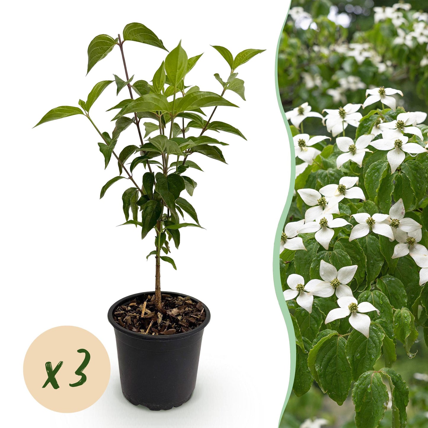 Green boutiQ - Tuinplant - Cornus kousa chinensis - Bloem Wit - 3 Planten - Bladverliezend - Weinig Onderhoud - Pot 12cm Hoogte 35cm