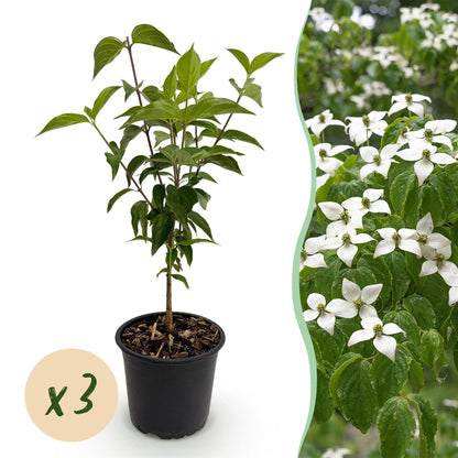 Green boutiQ - Tuinplant - Cornus kousa chinensis - Bloem Wit - 3 Planten - Bladverliezend - Weinig Onderhoud - Pot 12cm Hoogte 35cm