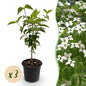 Green boutiQ - Tuinplant - Cornus kousa chinensis - Bloem Wit - 3 Planten - Bladverliezend - Weinig Onderhoud - Pot 12cm Hoogte 35cm