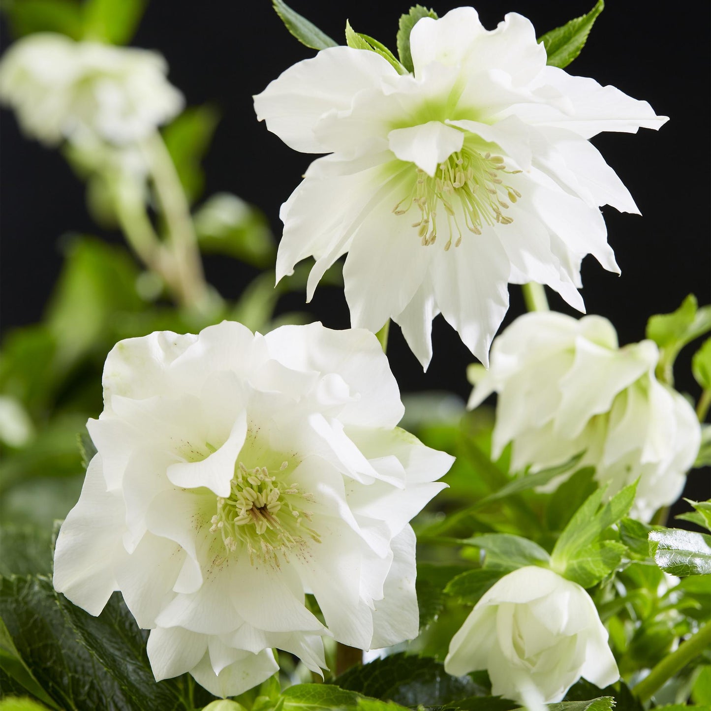Green boutiQ - Tuinplant - Lenten Rose - Helleborus orientalis Double Ellen White - Witte Bloem -1 Plant - Groenblijvend - Pot 14cm Hoogte 35cm