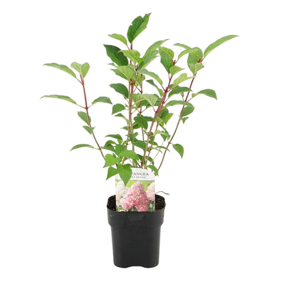 Green boutiQ - Pluim Hortensia - Hydrangea panniculata Vanille Fraise - Bloem Wit Roze  - 1 Plant - Bladverliezend - Grote Bloemen - Pot 17cm Hoogte 50cm